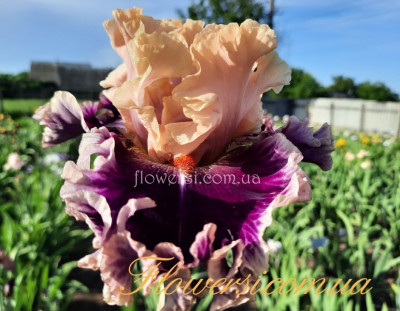    Ирис  Борн Зис Вэй  (Born This Way)