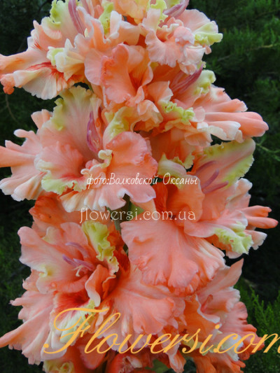 Гладiолус Подарок к Юбiлею 