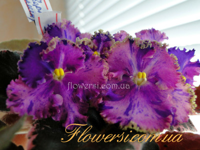 Фиалка ЛЕ-Фейерверк (полумини)