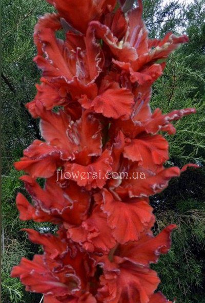 Гладiолус Древній Кремль 