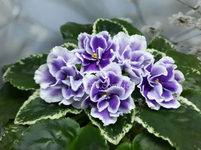 Фиалка ВаТ-5 Элемент