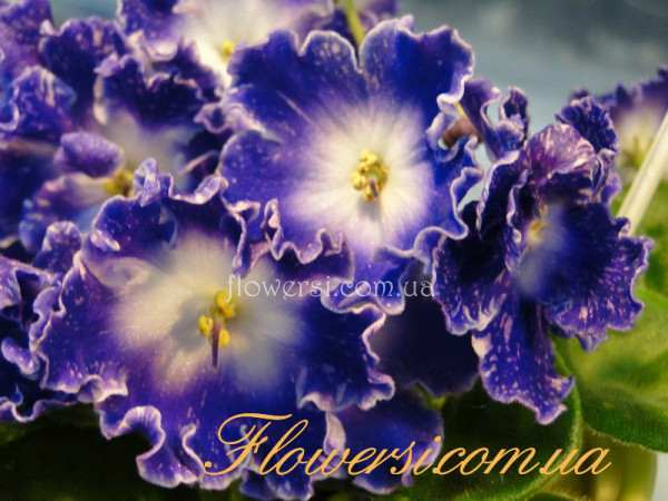 Фиалка DS-Сияющий Колокольчик (Dimetris)