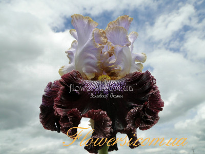 Ирис Магия Маскарада (Magic Masquerade)