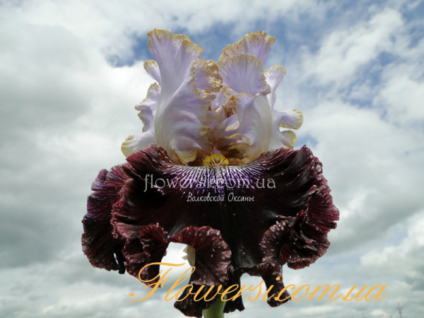 Ирис Магия Маскарада (Magic Masquerade)