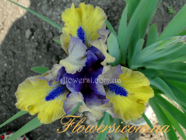 Ирис Магнетик Сторм (Magnetic Storm)