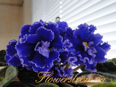 Фиалка ЕК-Песня Жаворонка