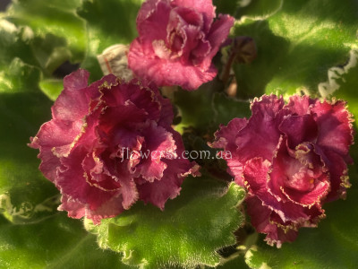 Фіалка НД-Альбукерке