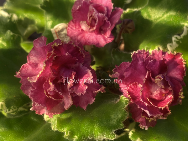 Фіалка НД-Альбукерке