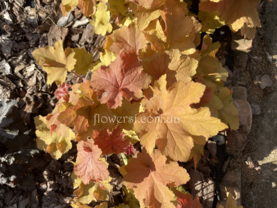 Гейхера Caramel