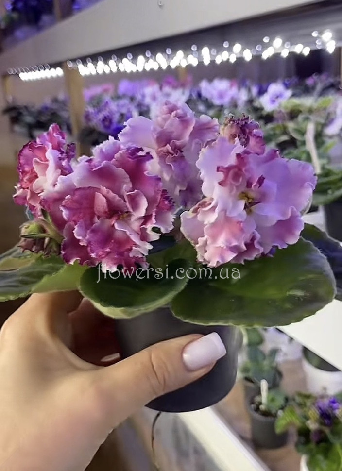 Фіалка ОВ-Полуничне морозиво