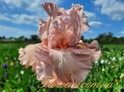 Ірис № 9(Сіянець Г.Витiвськой)