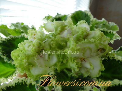 Фиалка ВаТ-Глория (спорт)