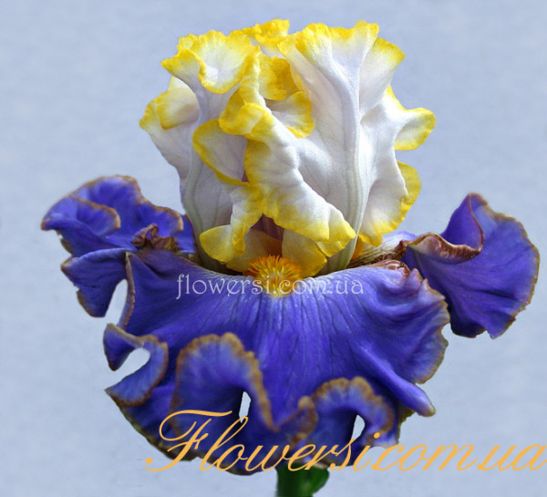 Ирис Империал Едге  (Imperial Edge)