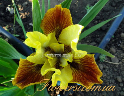 Ирис Бранець сонця