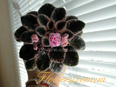 Фиалка  Tiny Dancer (D. Hoover) полумини.