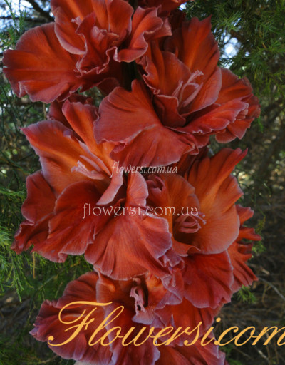 Гладiолус Романтiка 