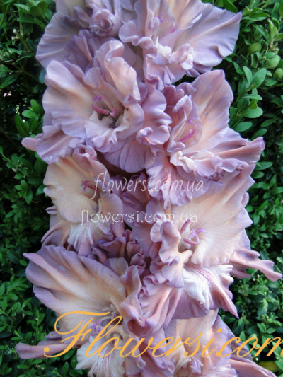 Гладiолус Оспалец (Ospalec)  