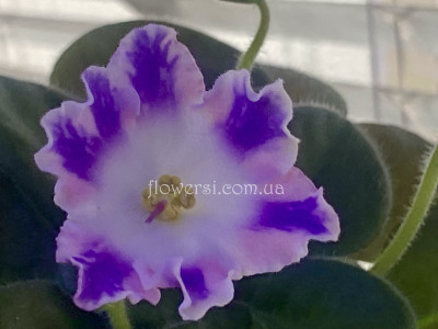Фиалка DS-Сияющий Колокольчик (Dimetris) химера
