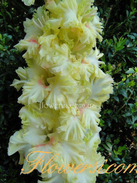  Гладiолус Zelais Zelts (Зеляйс Зелтс)  