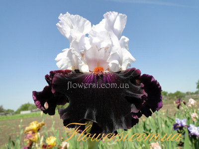 Ирис Старринг (Starring ) 