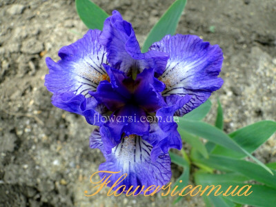 Ирис  Файн Айдиа (Fine Idea) 