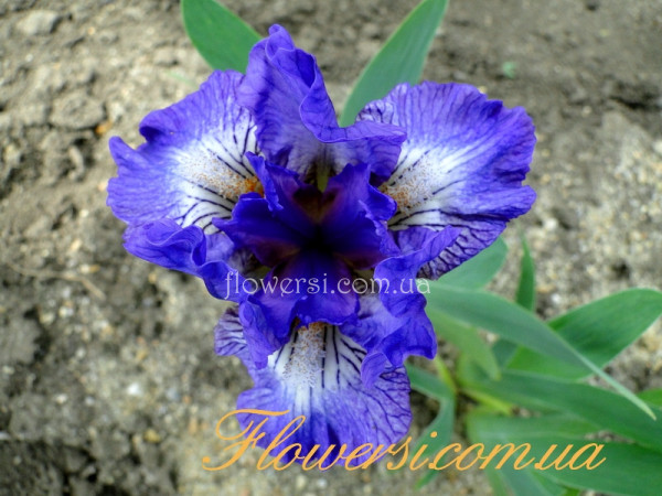 Ирис  Файн Айдиа (Fine Idea) 