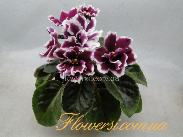 Фиалка ЕК - Страсбург