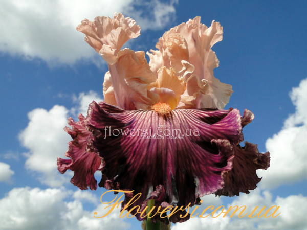 Ирис  Фолл оф Меджик (Full of Magic) 