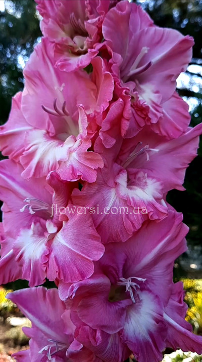  Гладiолус Свiтлое воскресенiе