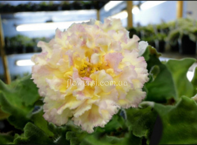 Фіалка ЕК-Одуванчики 