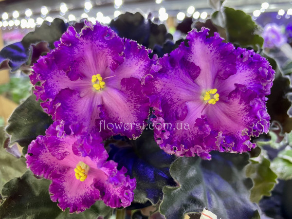  Фіалка НіЛ-Байрактар