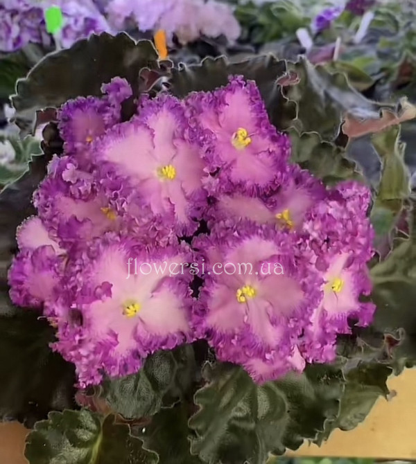  Фіалка НіЛ-Байрактар