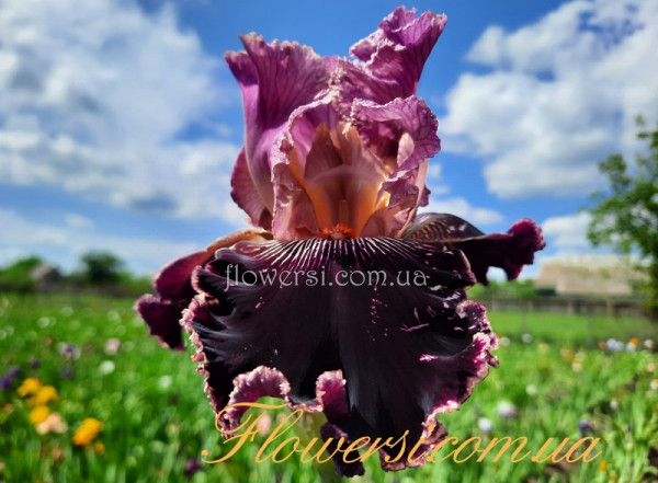 Ірис № 8 (Сіянець Г.Витiвськой)