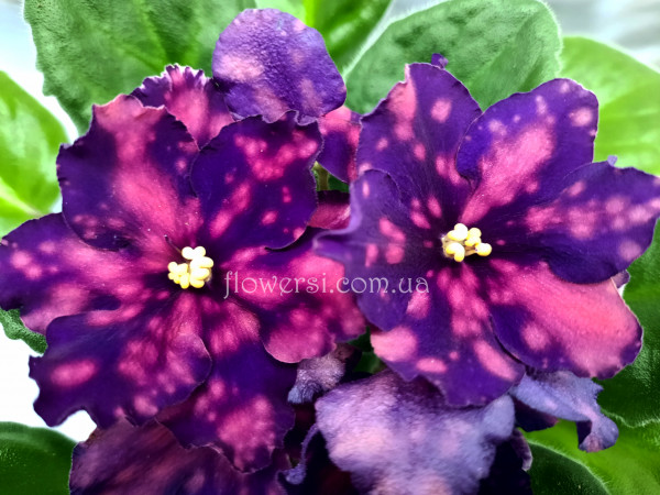 Фиалка РС-Метагалактика