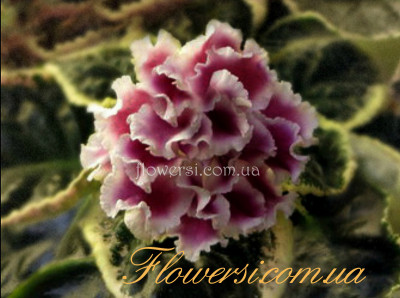 Фиалка  ЕК-Новогодняя Открытка 