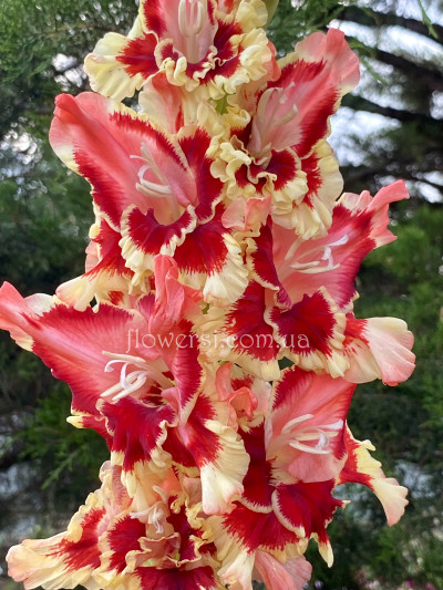 Гладiолус  Артістрі 