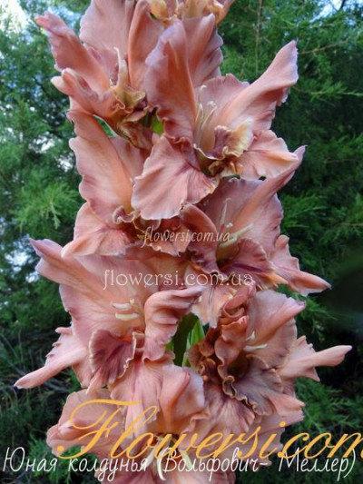 Гладiолус Юная колдунья 