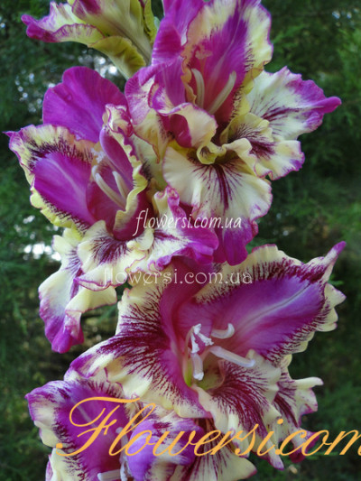  Гладiолус Спайро ( Spyro ) 