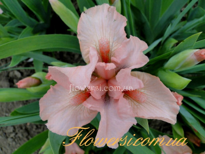 Ирис Пуссикет Пинк (Pussycat Pink) 