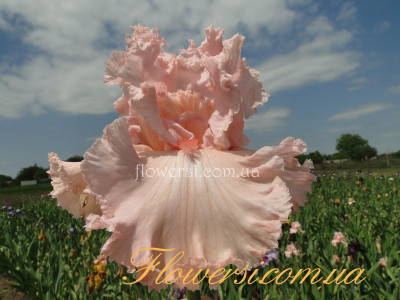 Ирис Хэппенстанс (Happenstance)