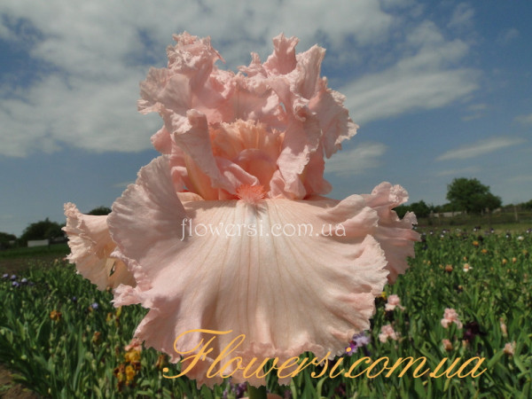 Ирис Хэппенстанс (Happenstance)