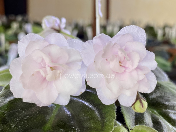 Фиалка DS-Невеста