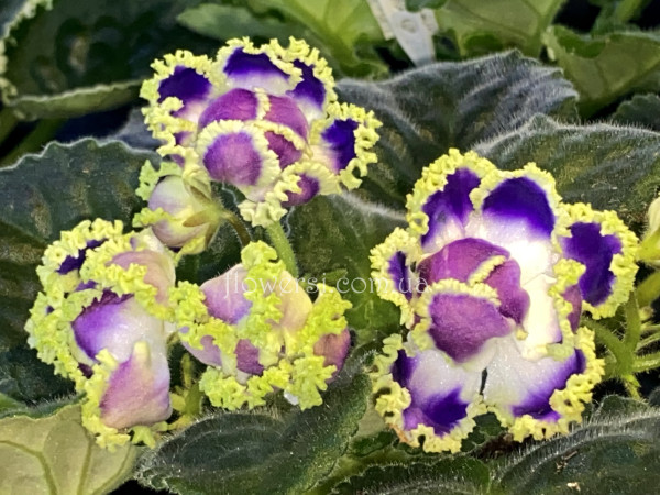 Фіалка Ф-Дух Воды