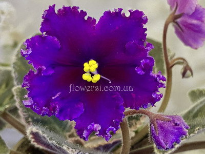 Фіалка РМ-Глаз Дракона