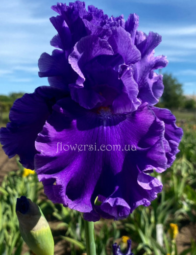 Ірис № 44 (Сіянець Г.Витiвськой)