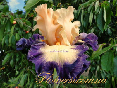 Ирис Селебратори  (Celebratory)