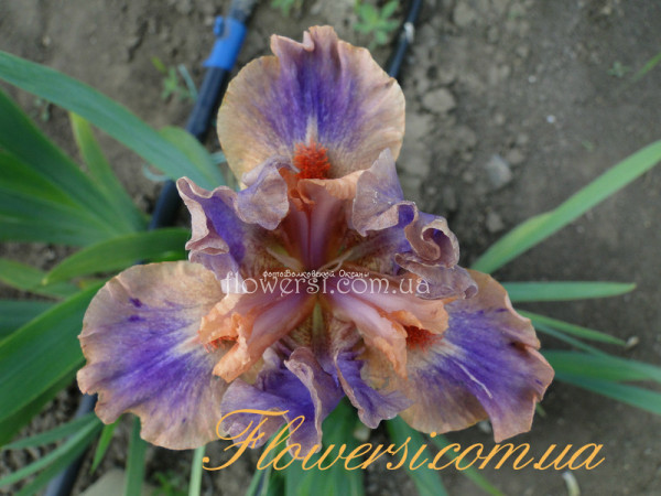 Ирис Лав Спел (Love Spell)