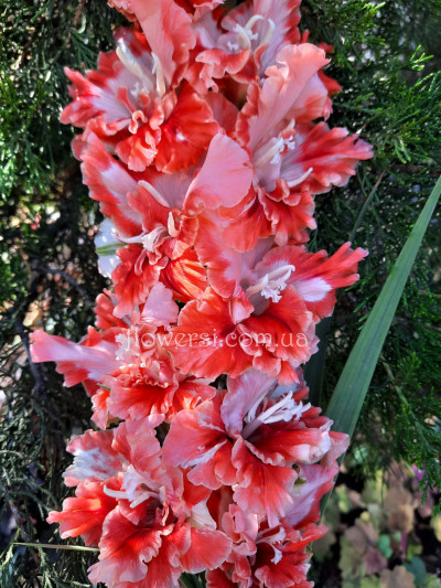 Гладiолус Бахчiсарай