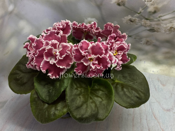 Фиалка  ПТ-Елизавета