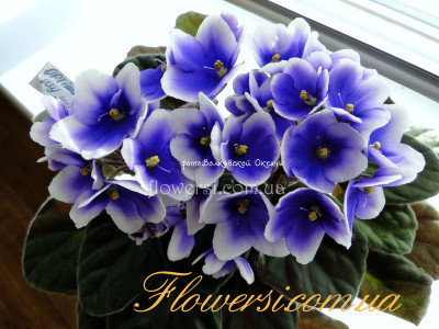   Фіалка Optimara MyJoy (Holtkamp) 